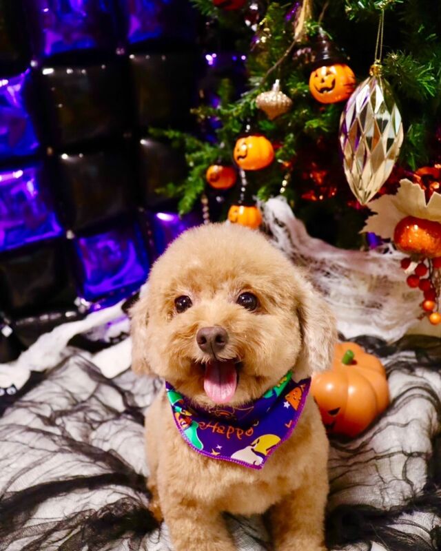 Gororiからのお知らせ | Dog salon Gorori